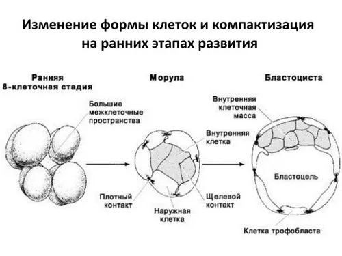 етапи розвитку вагітності