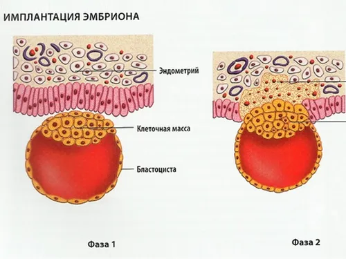 етапи розвитку вагітності