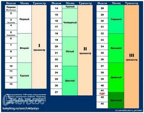 20 тижнів вагітності скільки місяців