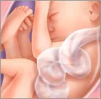 26 тиждень вагітності фото дитини