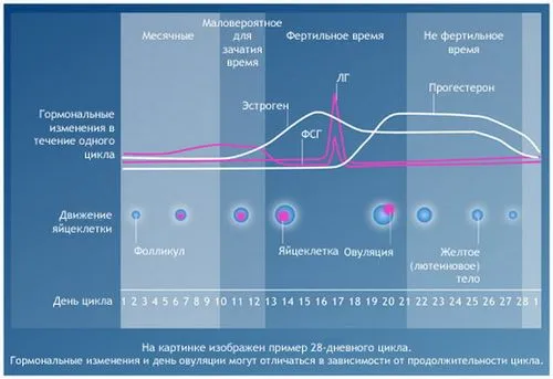 планування статі дитини за овуляції