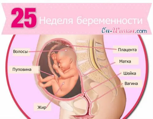 25 тиждень вагітності який це місяць