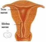 вагітності
