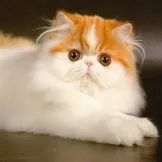 зачаття