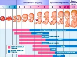 вісімнадцята тиждень вагітності: що відбувається