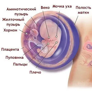 9 тиждень вагітності