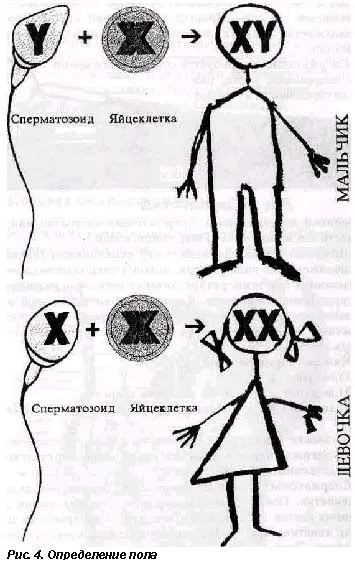 генетика планування статі дитини