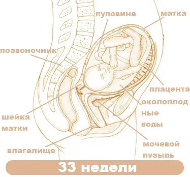Рідкі виділення 33 тижні 33 тиждень вагітності виділення