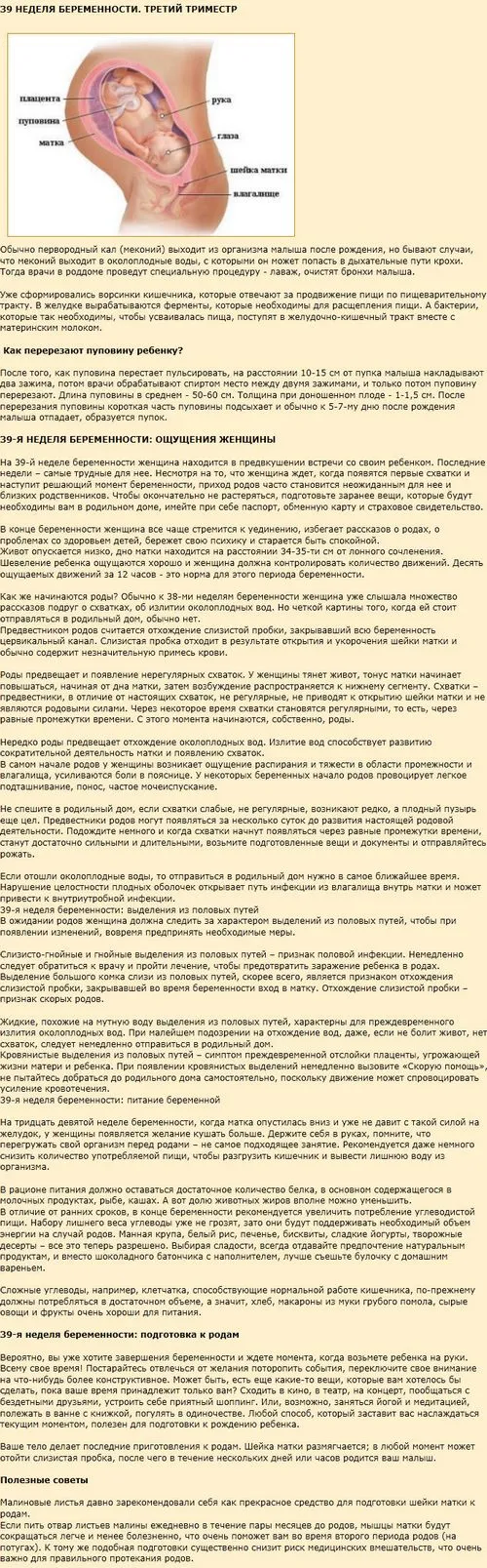 живіт