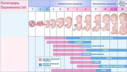 4 місяць вагітності фото