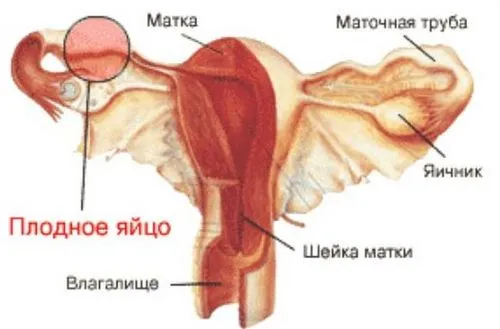виділення при вагітності коричневого кольору