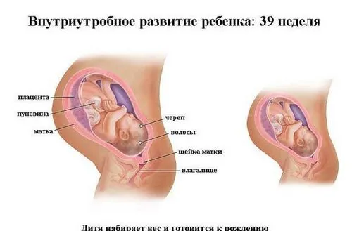 39 тиждень вагітності тягне живіт