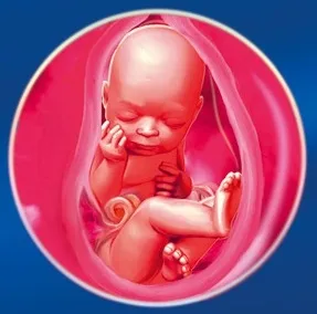 Вага плоду 34 35 тижнів 35 тиждень вагітності вага дитини