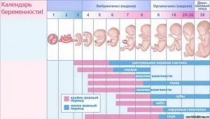 термін вагітності