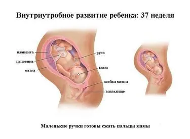 35 тиждень вагітності твердий живіт