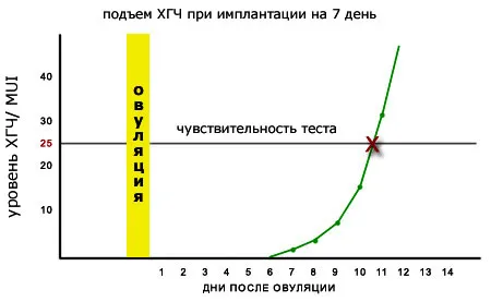 через скільки днів можна робити тест на вагітність
