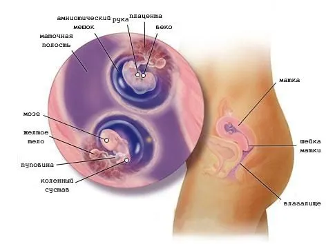 вагітності