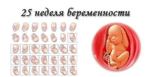 вагітність 25 тижнів руху
