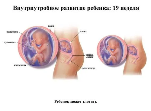 узі 19 тижнів вагітності