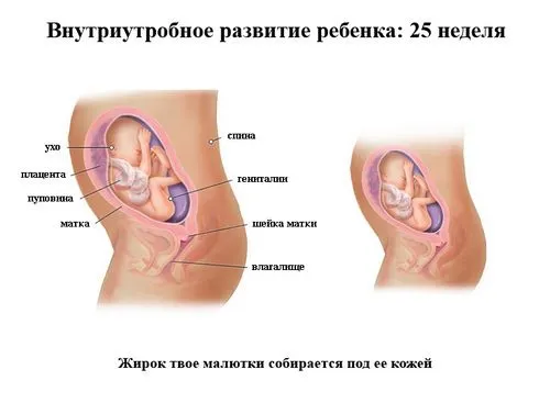 вагітність 25 тижнів руху