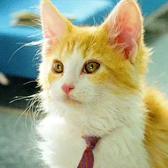 Абисински абисинска котка абисински котенца абисинска абисинска купи снимки