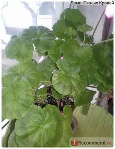 Aelita Pelargonium magie amestec de vară f2 - „semințe minunate