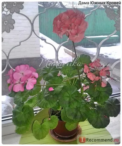 Aelita Pelargonium magie amestec de vară f2 - „semințe minunate