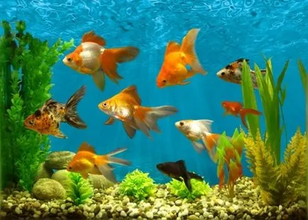 acvariu de pește în simbol universal Feng Shui de bogăție și prosperitate - toate Feng Shui