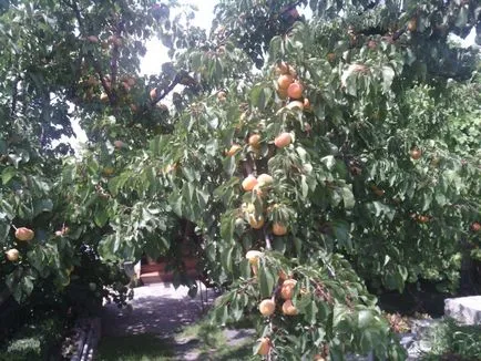 Cultivarea de caise și de îngrijire