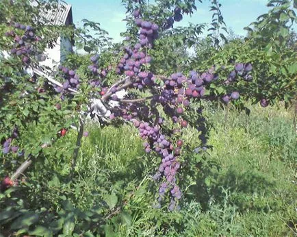 Prune, foto și descrierea soiurilor