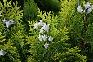 Tölcsérek Arborvitae terápiás tulajdonságainak és azok használatáról