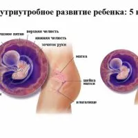 14 тиждень вагітності виділення