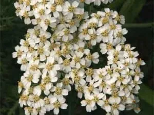 печія при вагітності народні методи