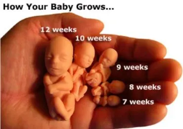 плодове