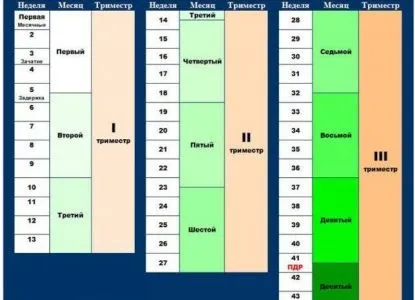 24 тиждень вагітності який це місяць