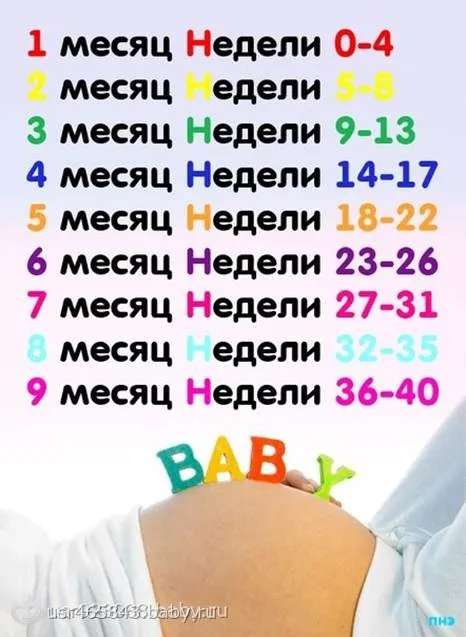 8 місяць вагітності скільки це тижнів