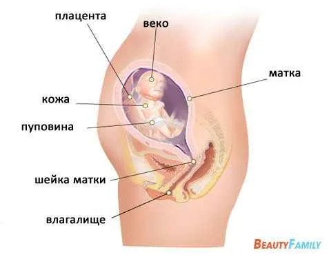 23 тиждень вагітності ознаки симптоми узі фото і відео