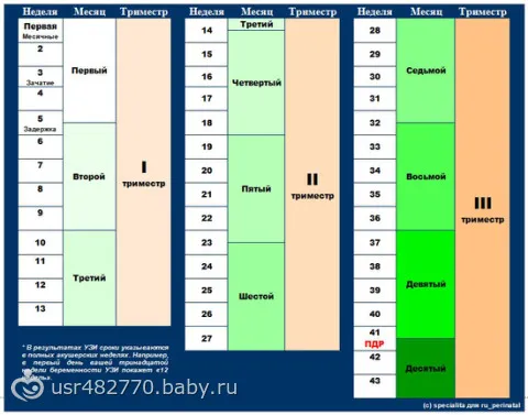 8 місяць вагітності скільки це тижнів