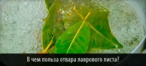 як перервати вагітність лавровим листом