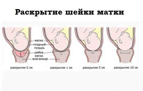 періоди пологів