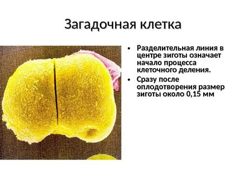 фізіологія вагітності