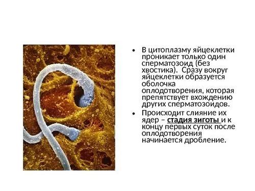 фізіологія вагітності