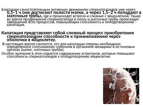 фізіологія вагітності