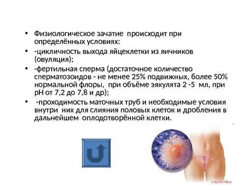 фізіологія вагітності