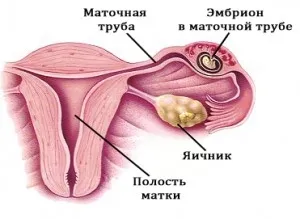 щоденник вагітності щоденник вагітних