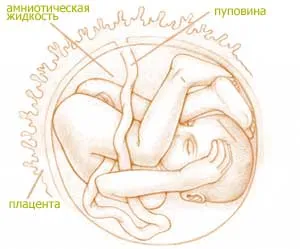 32 тиждень вагітності руху дитини