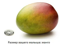 вагітність 19 тижнів