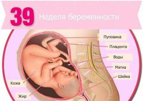 тиждень