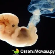 4 тиждень вагітності від зачаття
