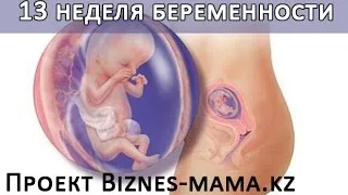 вагітність 13 тиждень